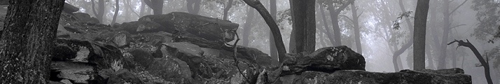Wald im Nebel - Unterwegs (Rhodt unter Rietburg - DE) - 06 06 2009, 12:22 Uhr