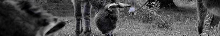 Entspanntes Grasen - Wahner Heide (Kln - DE) - 02 05 2011, 13:22 Uhr
