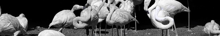 Einfach mal rumstehen - Tierpark Hellabrunn (Mnchen - DE) - 21 08 2011, 12:38 Uhr